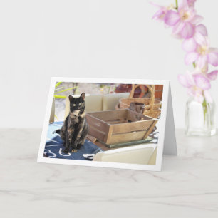 Sweet Tortoiseshell Kitten Karte