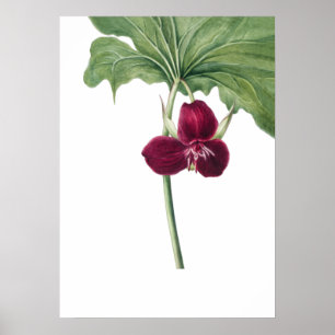 Sweet Trillium Art Print von Mary Vaux Walcott Poster