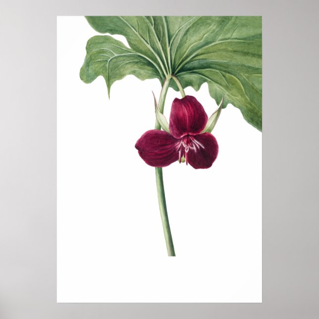 Sweet Trillium Art Print von Mary Vaux Walcott Poster (Vorne)