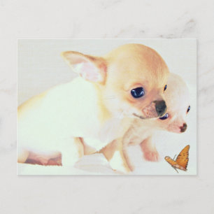 Sweet Weppies Postcard Postkarte