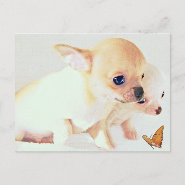 Sweet Weppies Postcard Postkarte (Vorderseite)