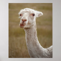 sweet white alpaca animal