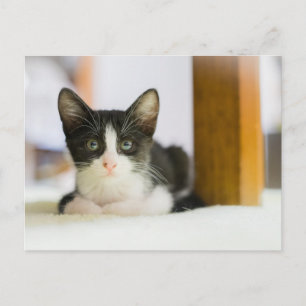 Sweet White and Black Kitten Postkarte
