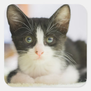 Sweet White and Black Kitten Quadratischer Aufkleber