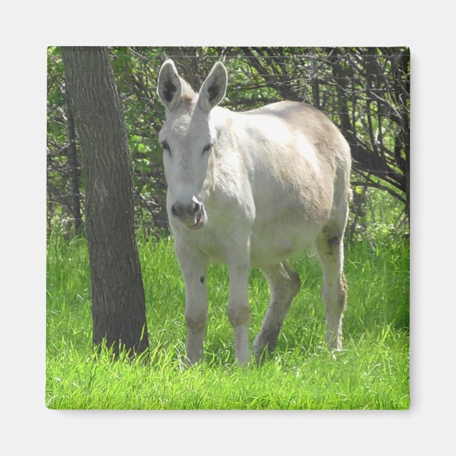Sweet White Donkey von Tree Fotografy Magnet (Vorne)