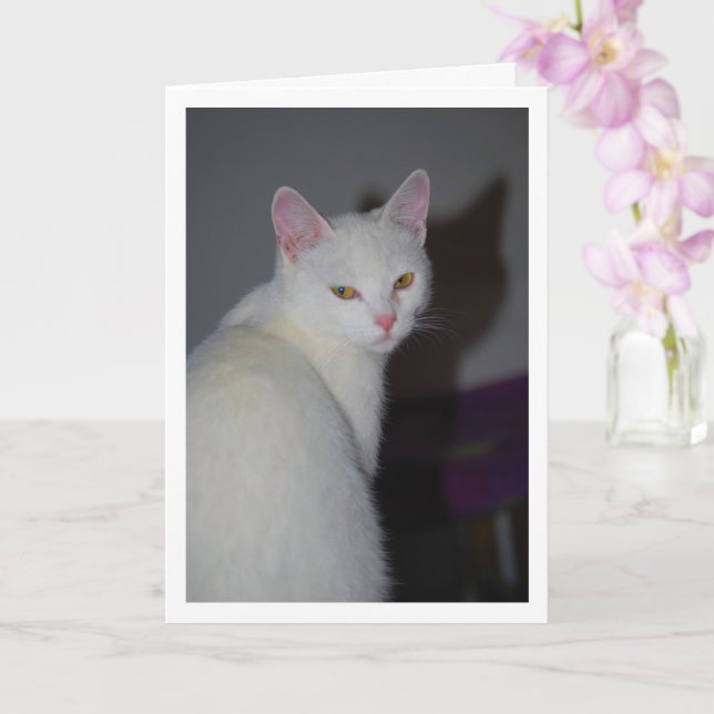 Sweet White Kitten Portrait Karte (Orchidee)