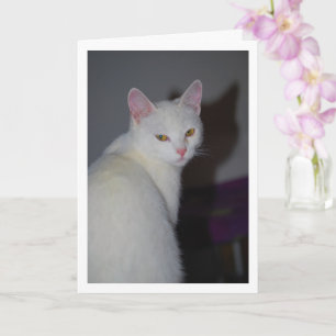 Sweet White Kitten Portrait Karte