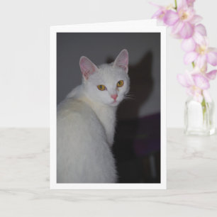 Sweet White Kitten Portrait Karte