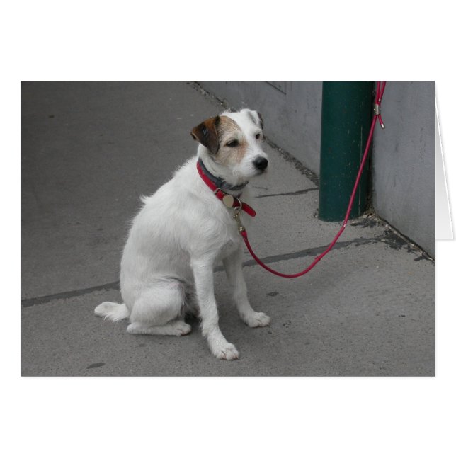 Sweet White Mongrel (Vorderseite (Horizontal))