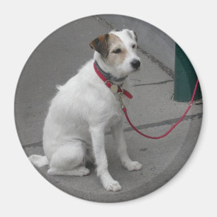 Sweet White Mongrel Magnet