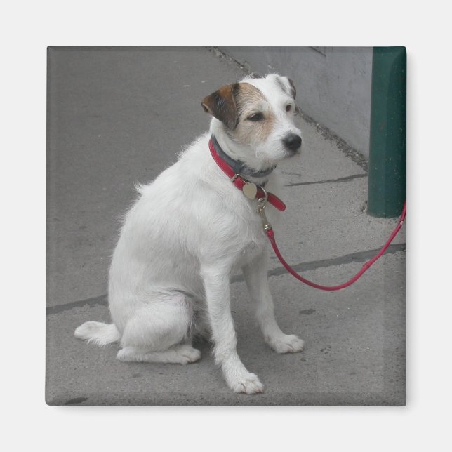 Sweet White Mongrel Magnet (Vorne)