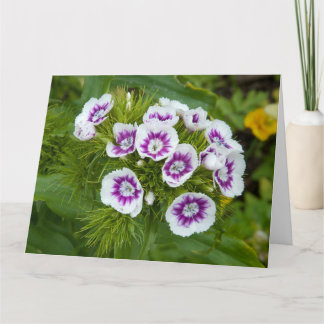 Sweet William Blume Karte