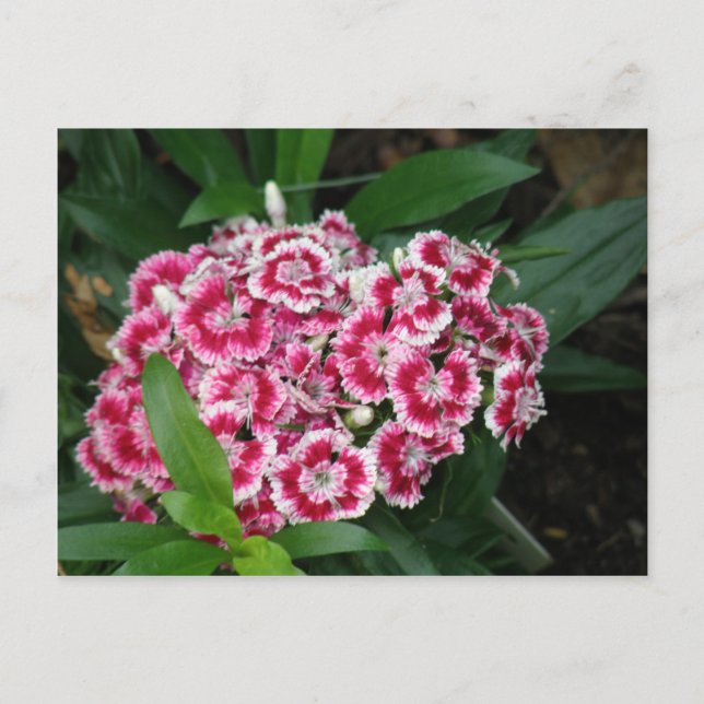 Sweet William Blume Postcard Postkarte (Vorderseite)