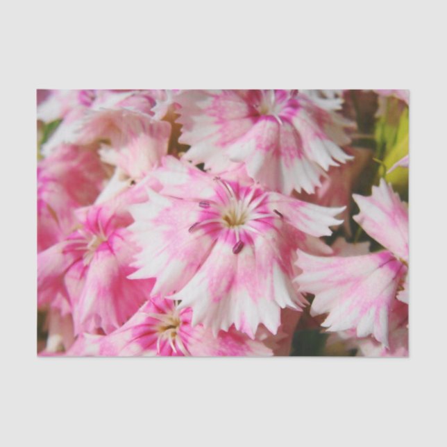 Sweet William Blume Seidenpapier (Vorderseite)