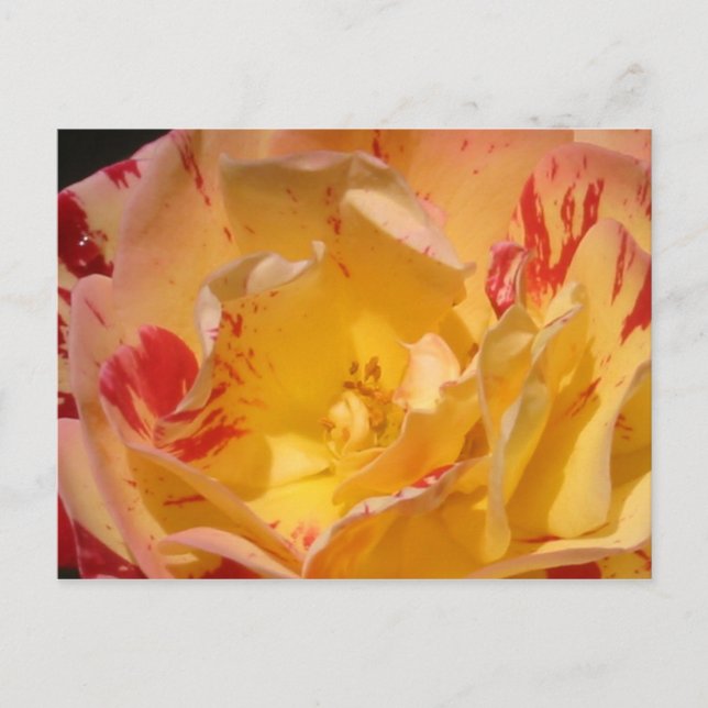Sweet Yellow Rose Blume Foto Postkarten (Vorderseite)