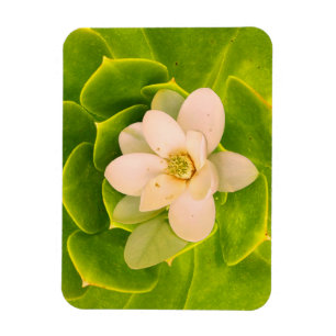 Sweetbay-Magnolie (Magnolia virginiana) Magnet