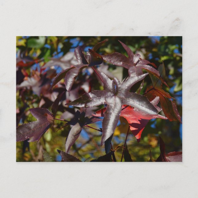 Sweetgum-Blätter im Herbst Postkarte (Vorderseite)