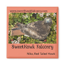 SweetHawk Falconry Niko Red-Tail Hawk 2x2 Magnet