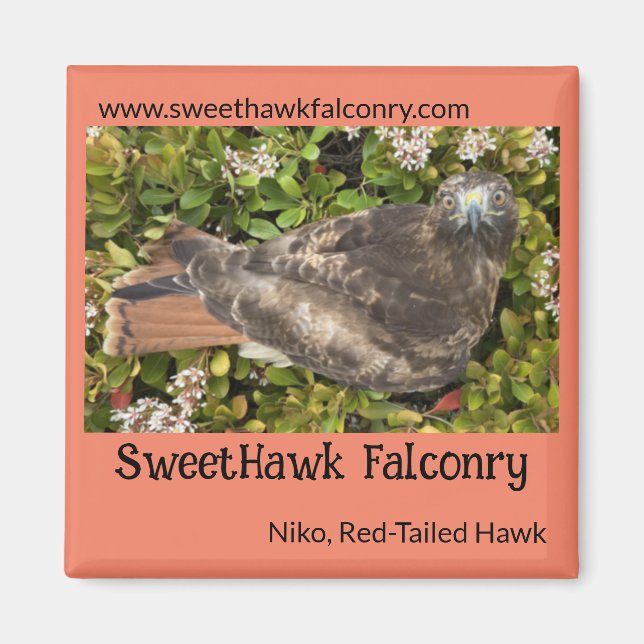 SweetHawk Falconry Niko Red-Tail Hawk 2x2 Magnet (Vorne)