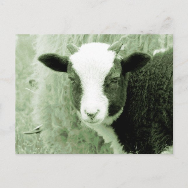 Sweetheart's Lamb in grönländischen Tönen Postkarte (Vorderseite)