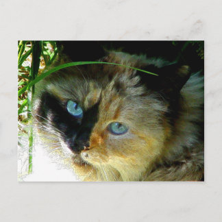 Sweetie Pie Postkarte