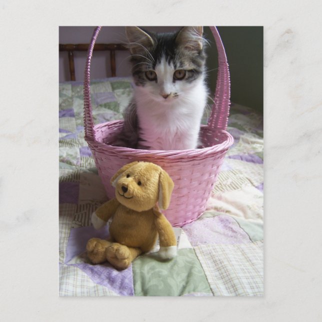 SweetieKitty Postcard Postkarte (Vorderseite)