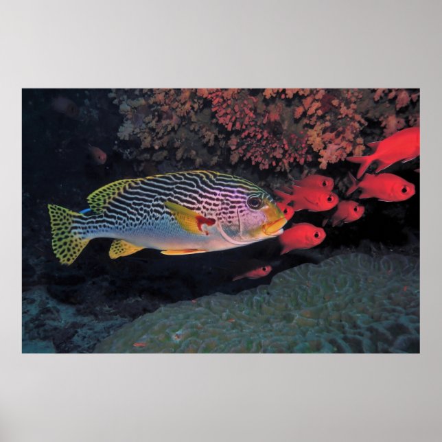 Sweetlips and Bigeyes Poster (Vorne)