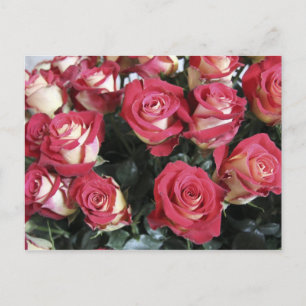Sweetness Rose Anordnung bei Hacienda Compania Postkarte