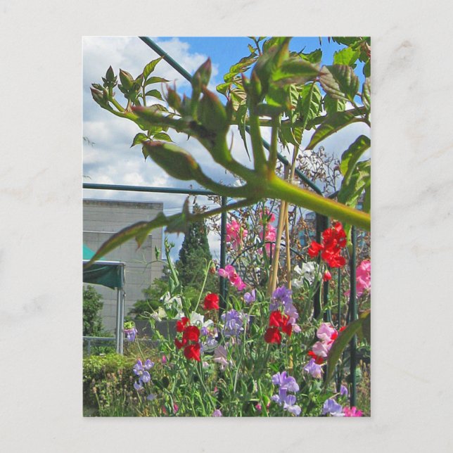 Sweetpea Gala Postcard Postkarte (Vorderseite)