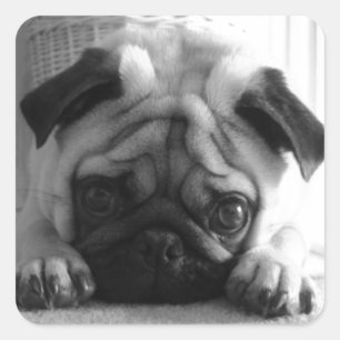 SweetPea-Mops Quadratischer Aufkleber