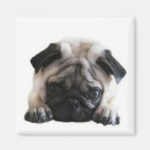 SweetPea Mops-quadratischer Kühlschrankmagnet Magnet