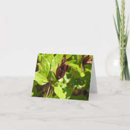 Sweetshrub (Calycanthus floridus) Feiertagskarte