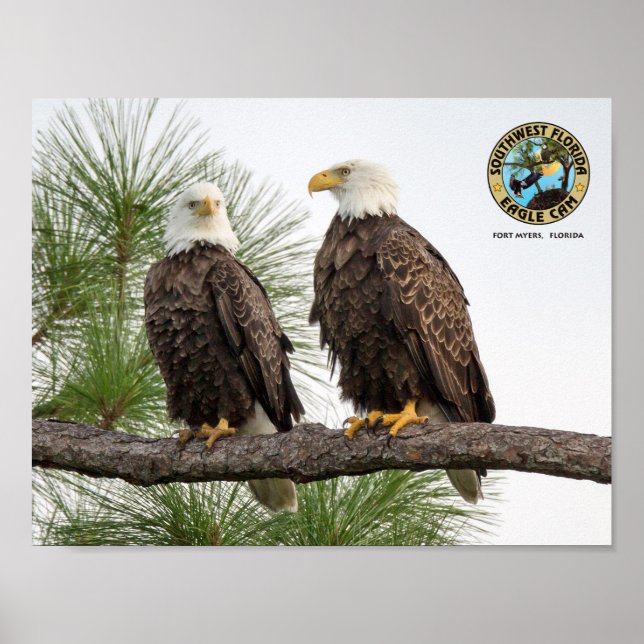 SWFL Eagle Cam Wall Poster (Vorne)