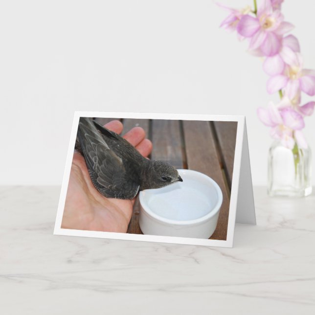 Swift Bird Drink von Bowl Karte (Orchidee)