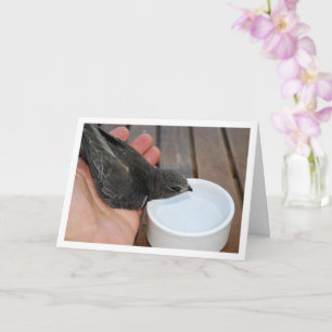 Swift Bird Drink von Bowl Karte