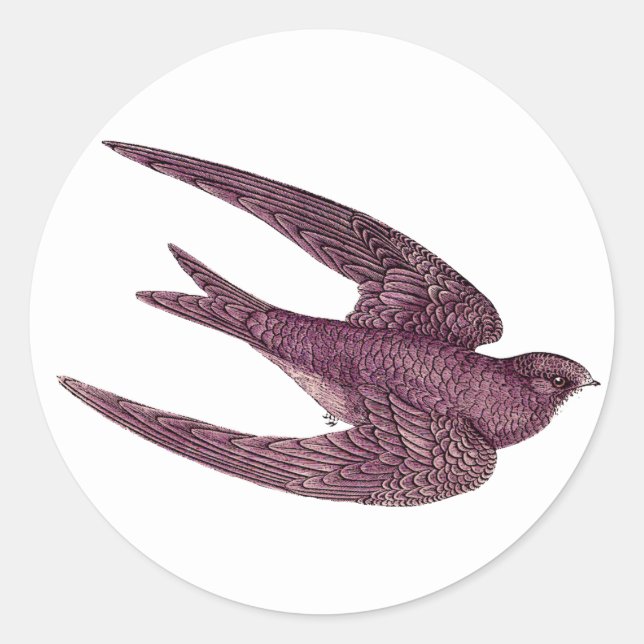 Swift Bird Stickers (Vorderseite)