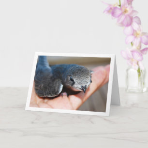 Swift Bird zur Hand Karte