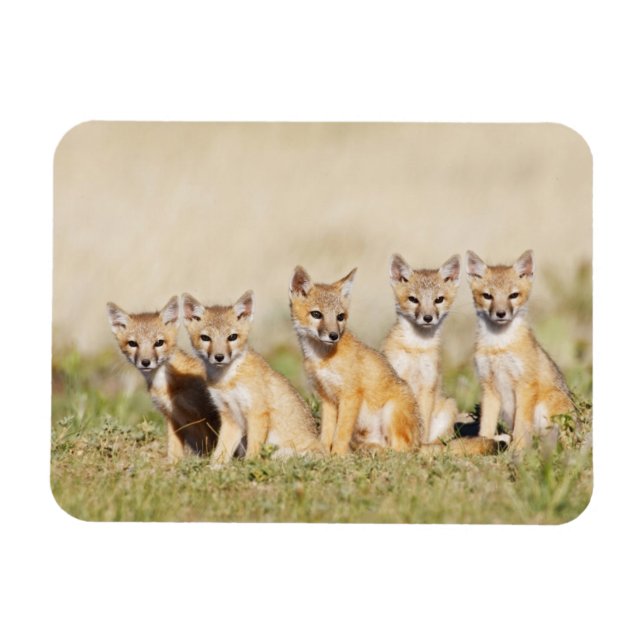 Swift Fox (Vulpes macrotis), jung in den Burrow, 2 Magnet (Horizontal)