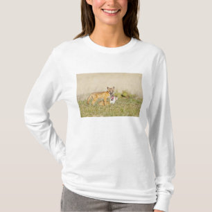 Swift Fox (Vulpes macrotis), jung in den Burrow, 4 T-Shirt