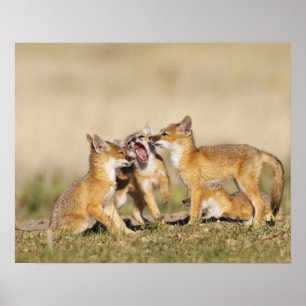 Swift Fox (Vulpes macrotis), jung in den Burrow, Poster
