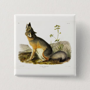 Swift Fox (Vulpes Velox) von Audubon Quadrupeds Button