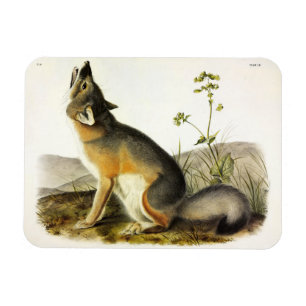 Swift Fox (Vulpes Velox) von Audubon Quadrupeds Magnet