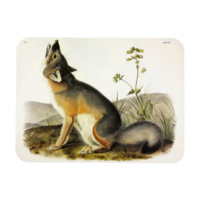 Swift Fox (Vulpes Velox) von Audubon Quadrupeds Magnet (Horizontal)