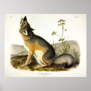 Swift Fox (Vulpes Velox) von Audubon Quadrupeds Poster