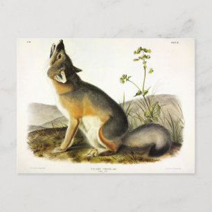 Swift Fox (Vulpes Velox) von Audubon Quadrupeds Postkarte