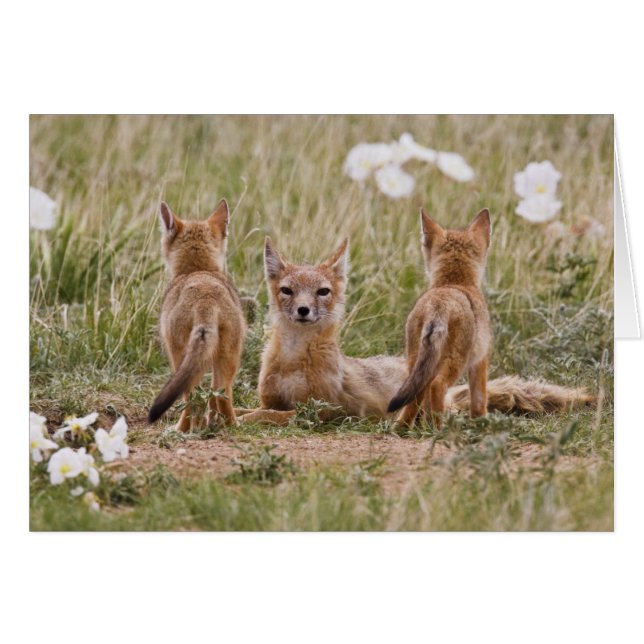 Swift Fox (Vulpes velox) weiblich mit jung bei (Vorderseite (Horizontal))