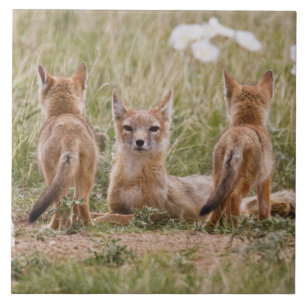 Swift Fox (Vulpes velox) weiblich mit jung bei Fliese