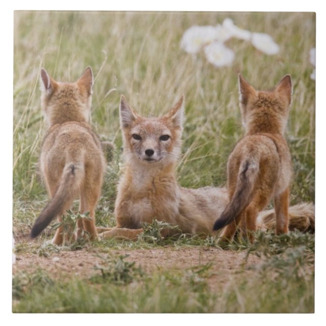 Swift Fox (Vulpes velox) weiblich mit jung bei Fliese (Vorderseite)