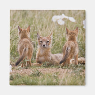 Swift Fox (Vulpes velox) weiblich mit jung bei Magnet