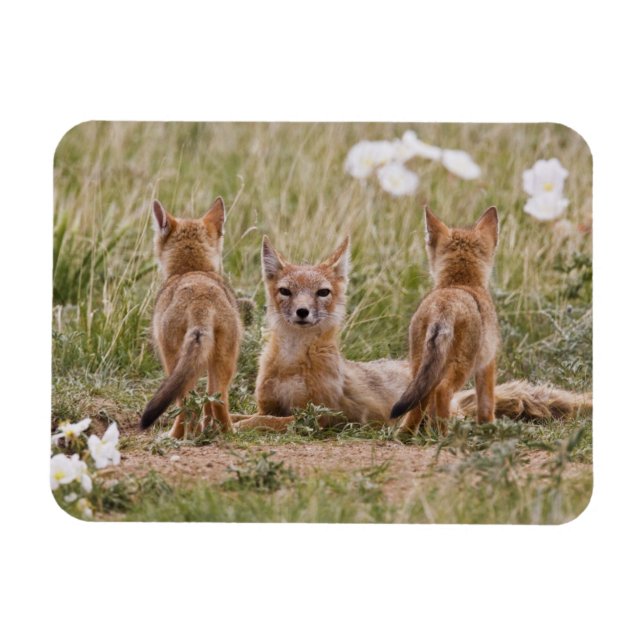 Swift Fox (Vulpes velox) weiblich mit jung bei Magnet (Horizontal)